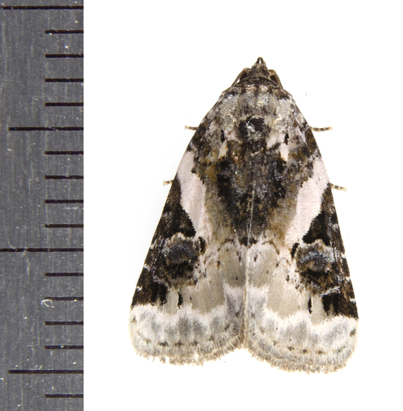 Pseudeustrotia8303