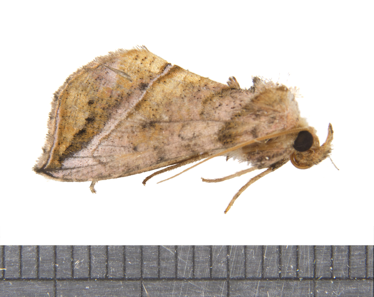 Pseudeva5289
