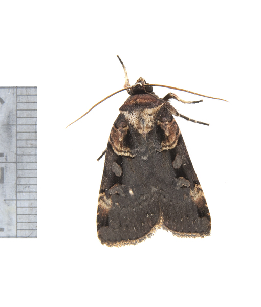 Pseudohermonassa3233