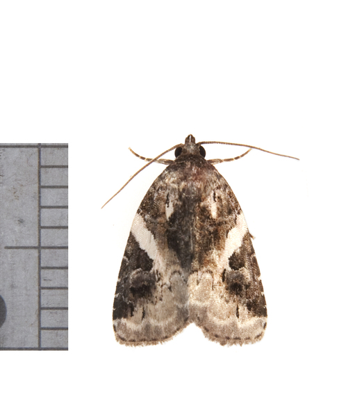 Pseudostrotia3525