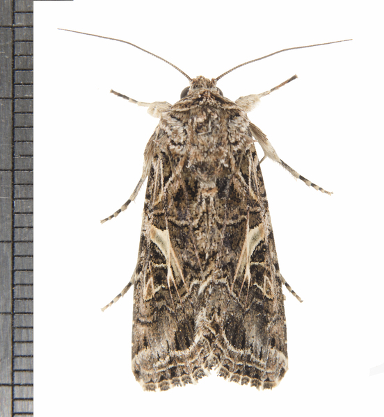 Spodoptera7910