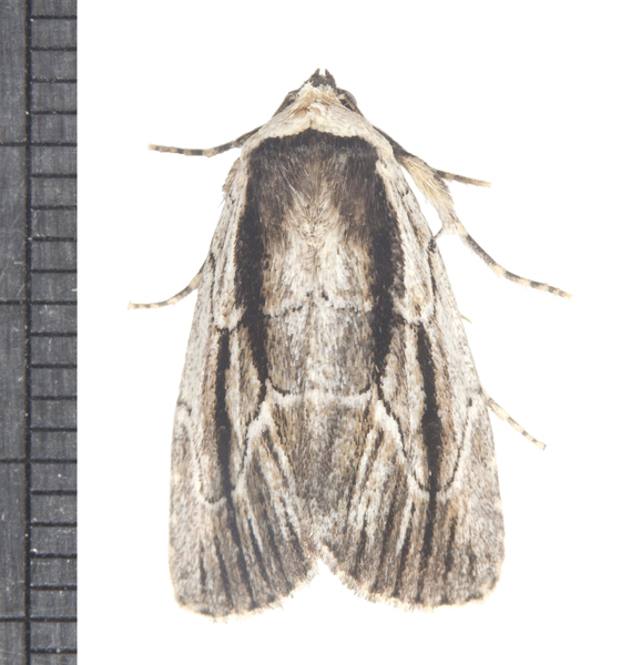Sympistis5647
