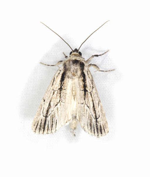 Sympistis6354