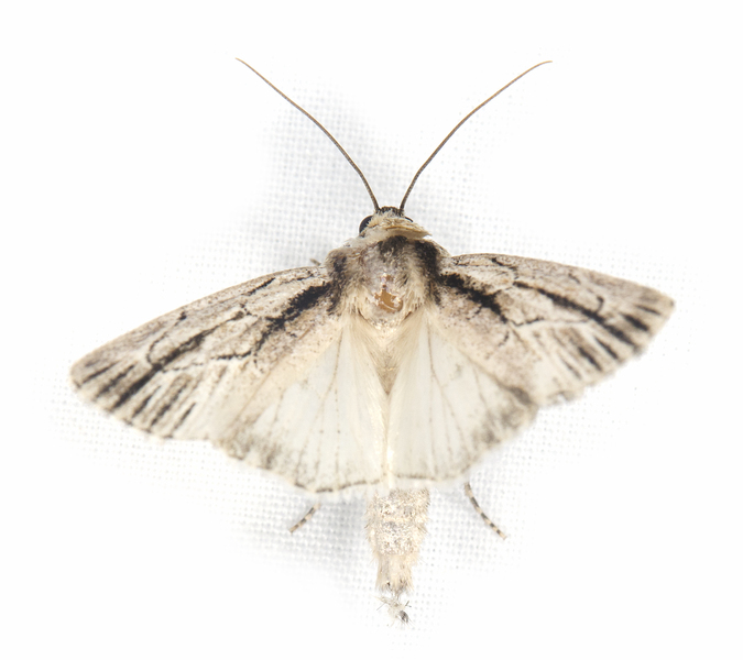 Sympistis6355