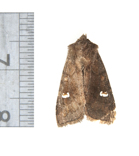 Tricholita3140
