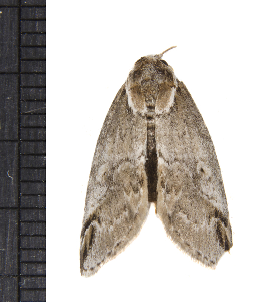 Baileya3064
