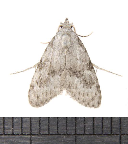 Meganola2755