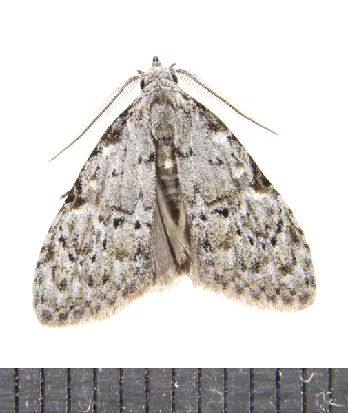 Meganola3358