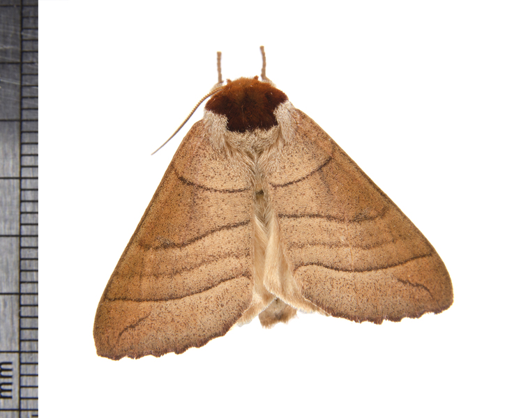 Datana4428
