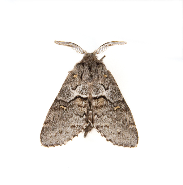 Gluphisia0214
