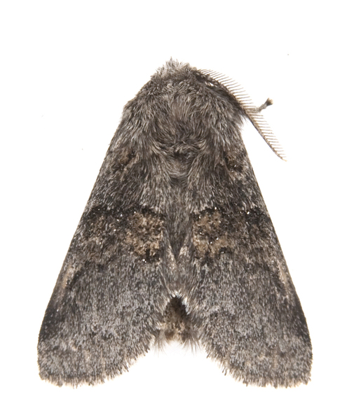 Gluphisia2391