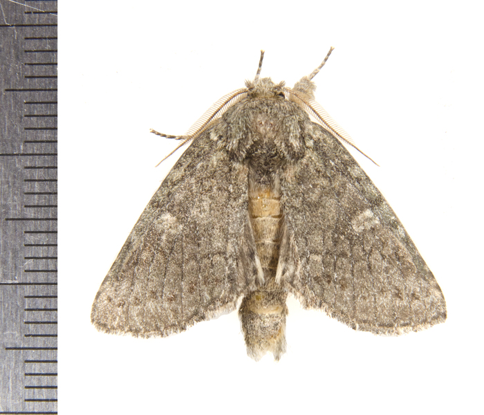 Heterocampa1043
