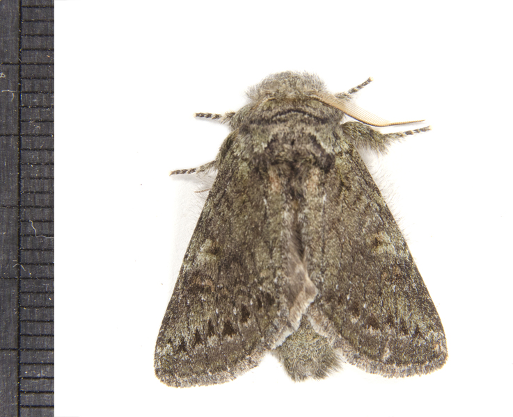 Heterocampa3154