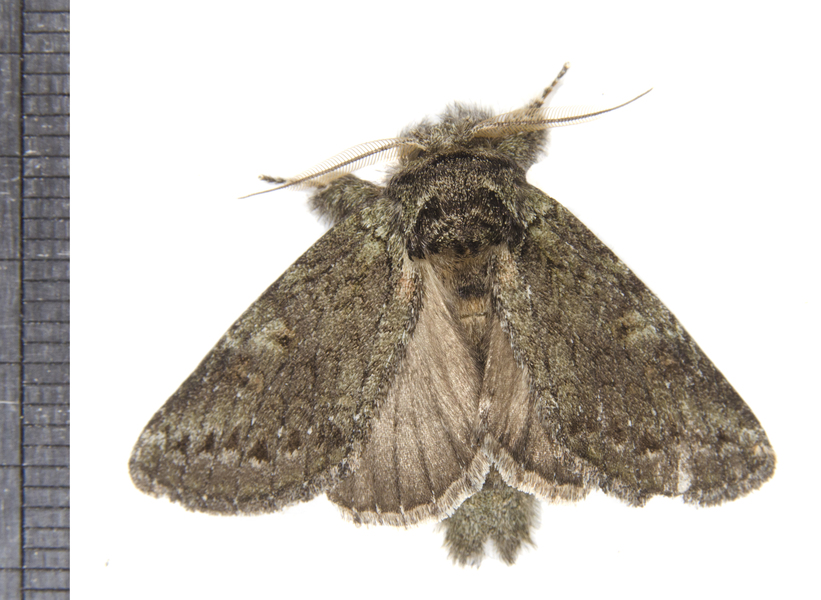 Heterocampa3283
