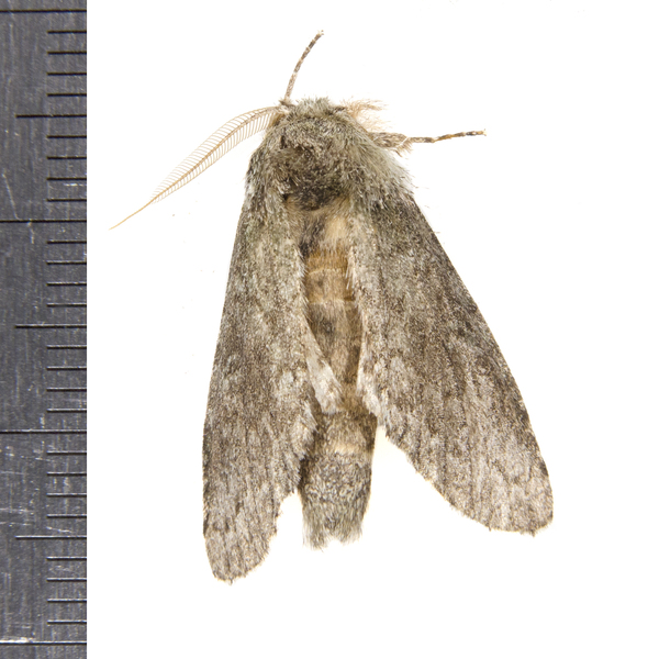 Heterocampa8068