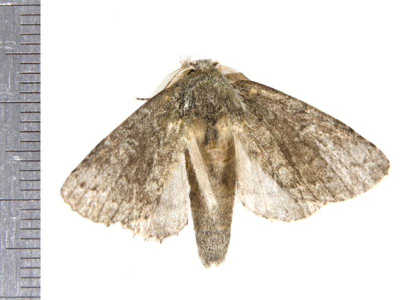 Heterocampa8069