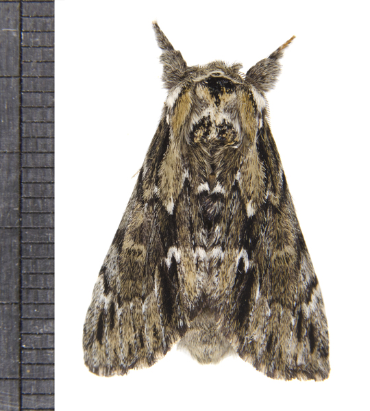 Hyperaeschra3335