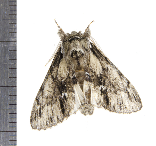 Hyperaeschra8367