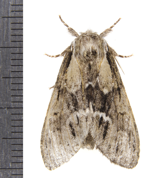 Hyperaeschra8795
