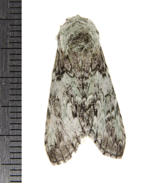Macrurocampa9104