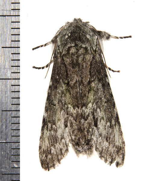 Macrurocampa9750