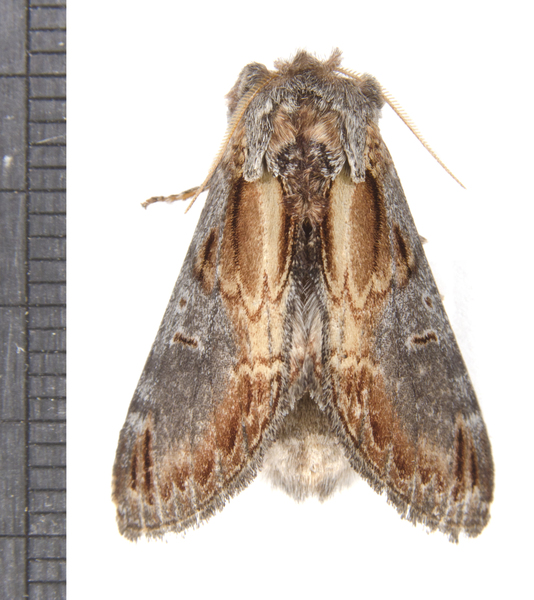 Notodonta4616