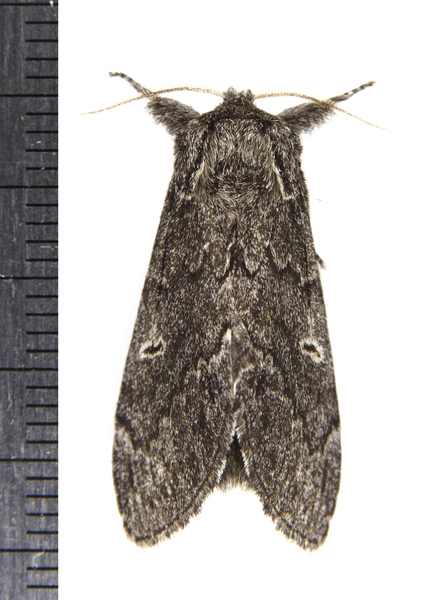 Notodonta9372