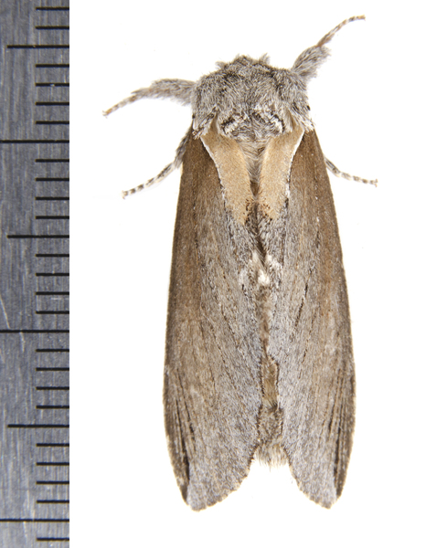Odontosia9799