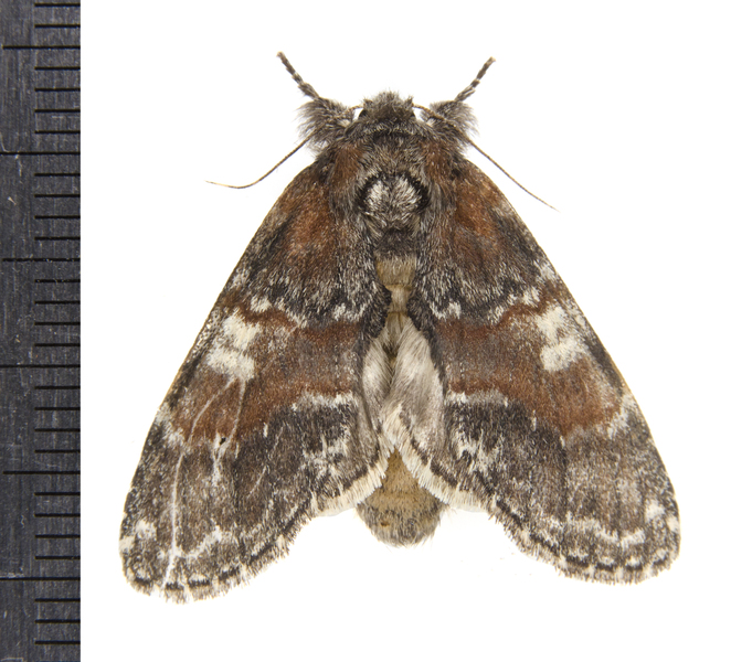 Peridea9197