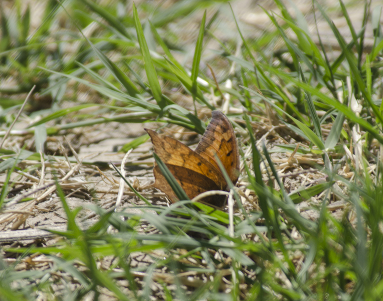 Anaea0755