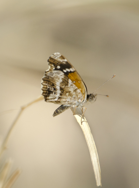 Anthanassa9044