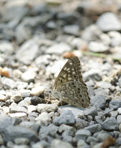 Asterocampa3854