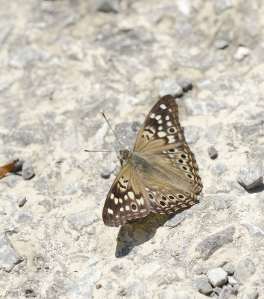 Asterocampa3862