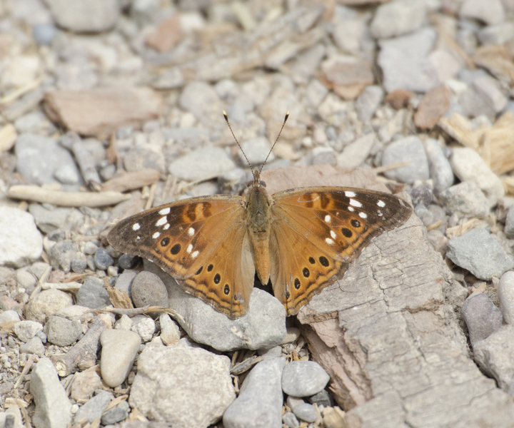 Asterocampa8953