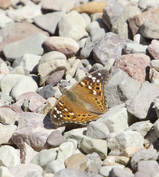 Asterocampa9251