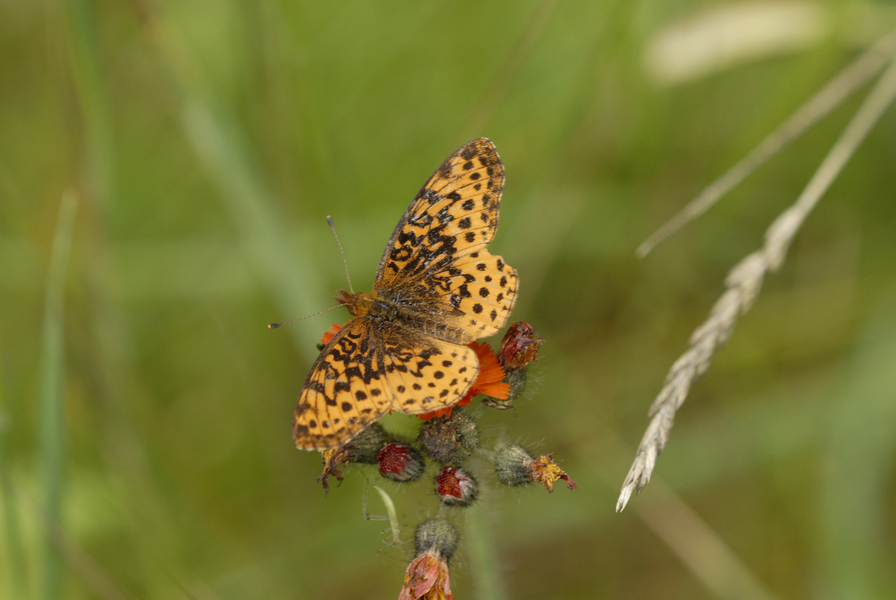 Boloria4472