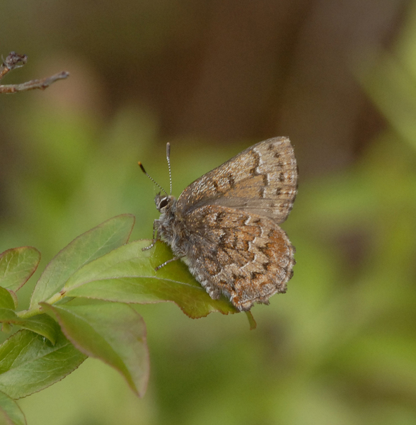 Callophrys3140