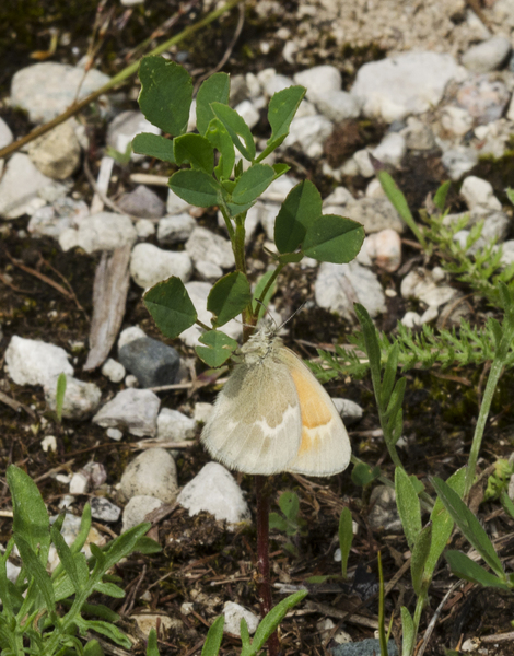 Coenonympha4596