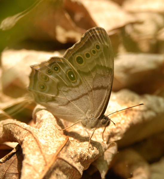 Enodia_anthedon0054