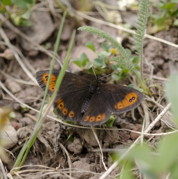 Erebia2903