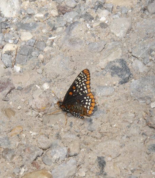 Euphydryas_phaeton0001