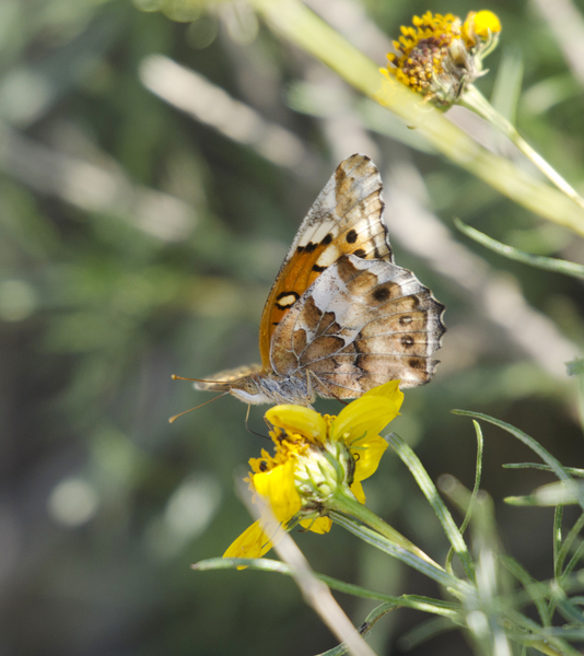 Euptoieta7155