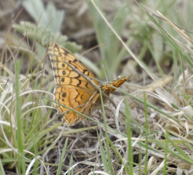 Euptoieta7764