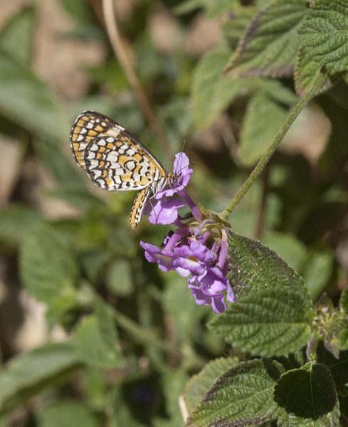butterfly0363