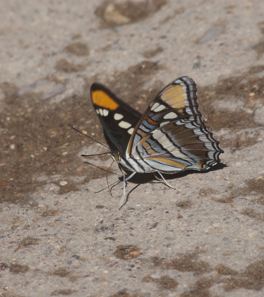 butterfly0650