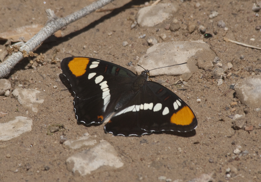 butterfly0688