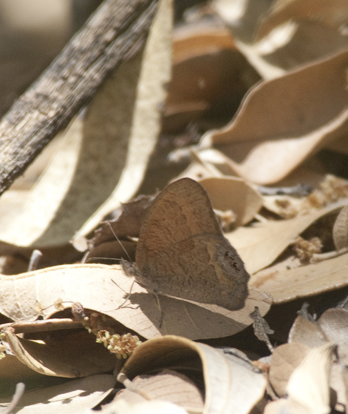 butterfly0836
