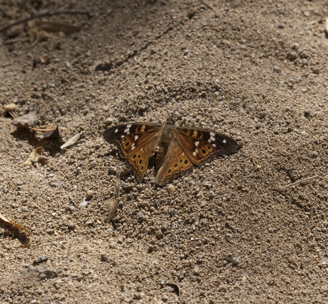 butterfly0994