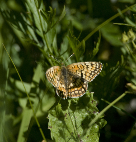 butterfly9053