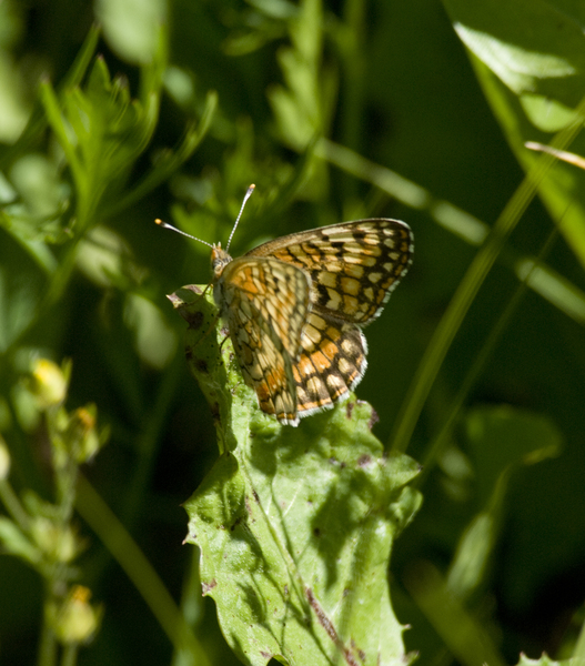 butterfly9055
